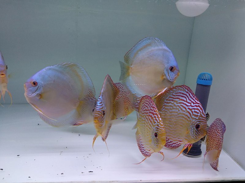 七彩魚價格表大全【七彩魚市場價格全解析】