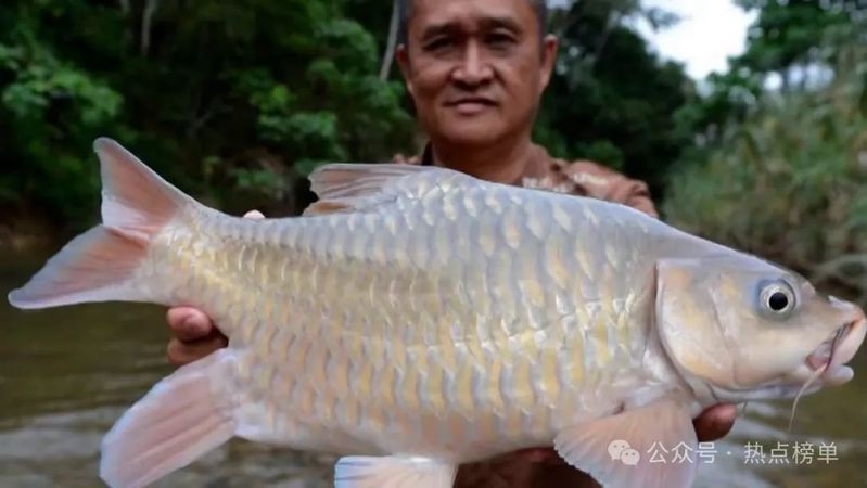 世界十大最貴淡水魚【全球十大最貴淡水魚】