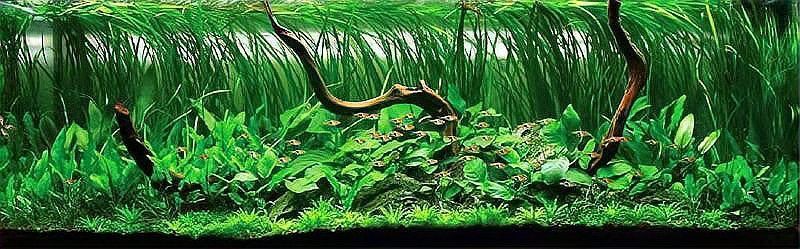 梧州魚缸維護【梧州魚缸維護全攻略】