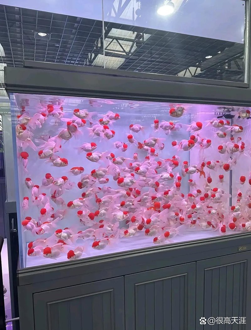 合江水族店，合江水族店有哪些特色魚類