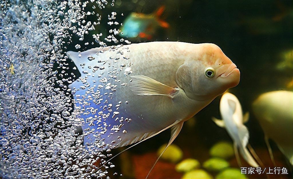 招財(cái)魚的最佳飼養(yǎng)溫度是多少【招財(cái)魚水溫多少度合適】