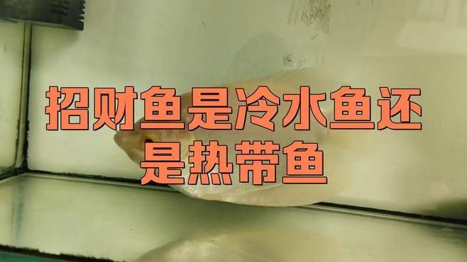 招財(cái)魚的最佳飼養(yǎng)溫度是多少【招財(cái)魚水溫多少度合適】