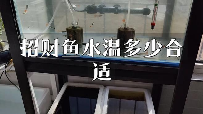 招財(cái)魚的最佳飼養(yǎng)溫度是多少【招財(cái)魚水溫多少度合適】