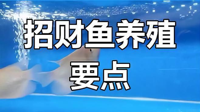 招財(cái)魚的最佳飼養(yǎng)溫度是多少【招財(cái)魚水溫多少度合適】