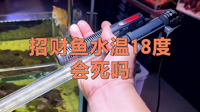 招財(cái)魚的最佳飼養(yǎng)溫度是多少【招財(cái)魚水溫多少度合適】