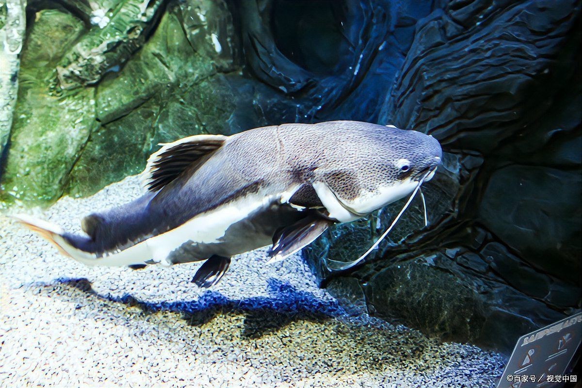 金龍魚沉缸底什么原因【金龍魚沉在缸底不愿意動是什么毛病】