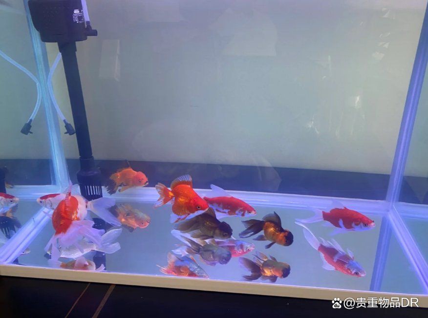 金龍魚沉缸底什么原因【金龍魚沉在缸底不愿意動是什么毛病】