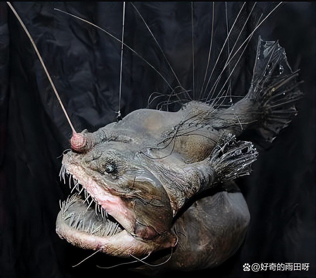 魔鬼魚會咬人嗎【佛州女子海邊戲水遭魔鬼魚襲擊“連人帶尾”急送醫(yī)】