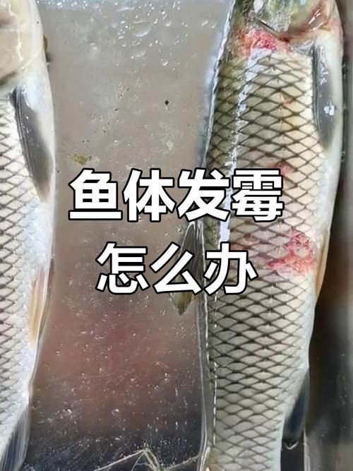 魚真菌感染的癥狀圖片【魚真菌感染是一種常見的水產疾病——鰓霉病診斷與防治措施】