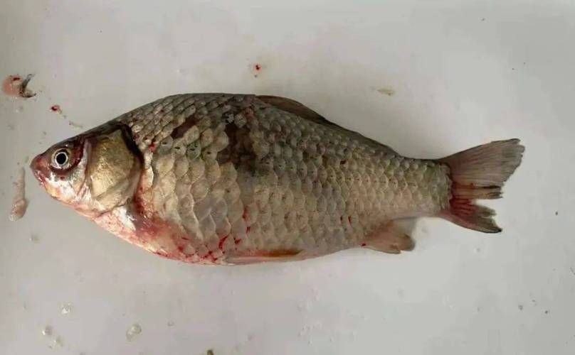 魚真菌感染的癥狀圖片【魚真菌感染是一種常見的水產疾病——鰓霉病診斷與防治措施】