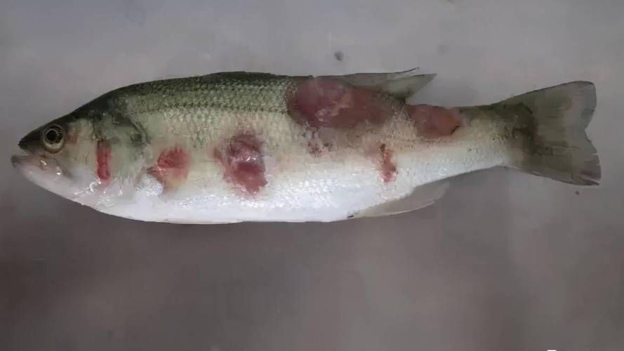 魚真菌感染的癥狀圖片【魚真菌感染是一種常見的水產疾病——鰓霉病診斷與防治措施】