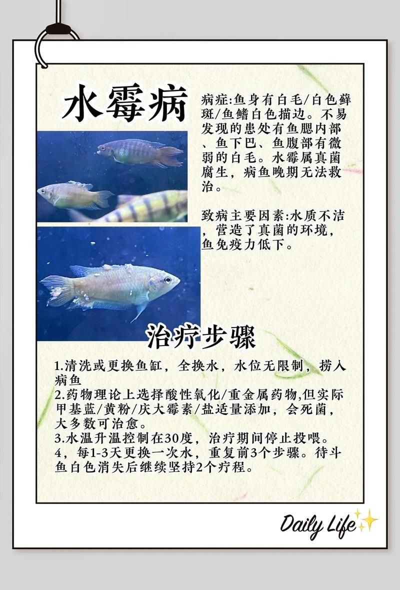魚真菌感染的癥狀圖片【魚真菌感染是一種常見的水產疾病——鰓霉病診斷與防治措施】