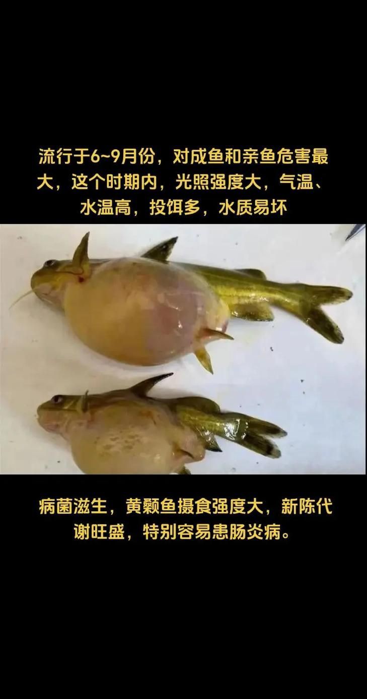 魚真菌感染的癥狀圖片【魚真菌感染是一種常見的水產疾病——鰓霉病診斷與防治措施】