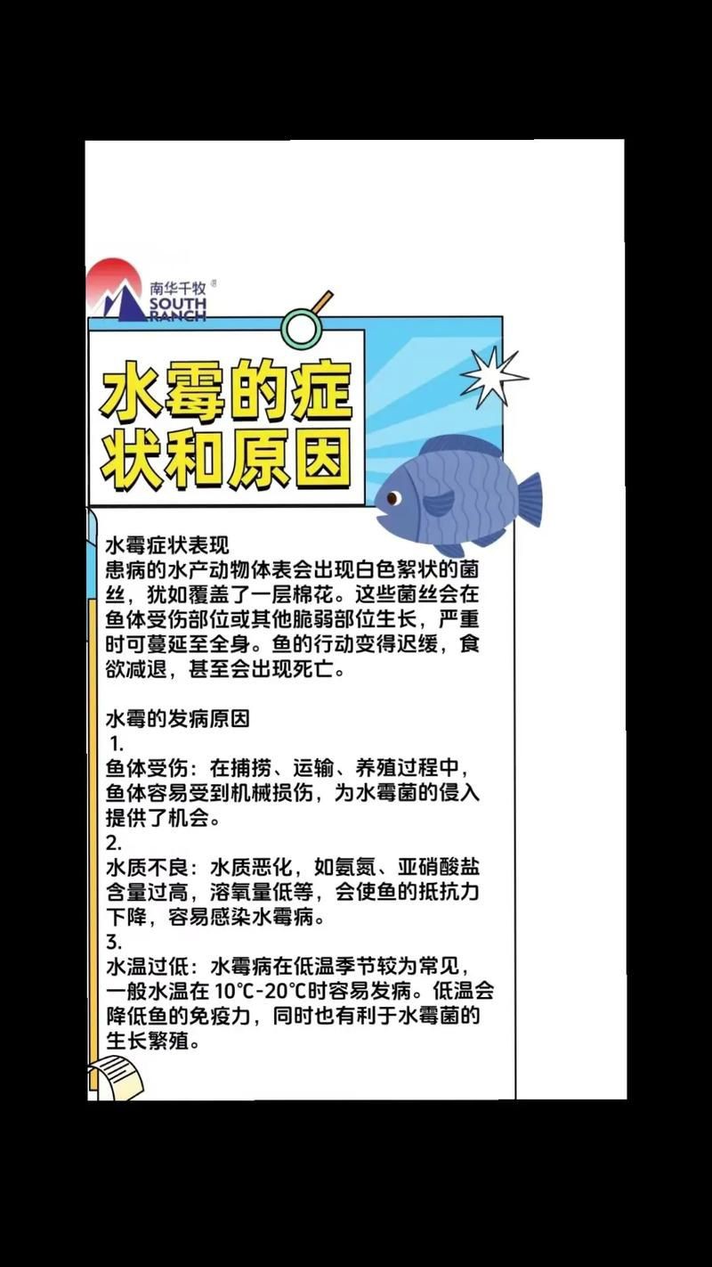 魚真菌感染的癥狀圖片【魚真菌感染是一種常見的水產疾病——鰓霉病診斷與防治措施】