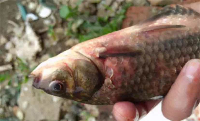 魚真菌感染的癥狀圖片【魚真菌感染是一種常見的水產疾病——鰓霉病診斷與防治措施】