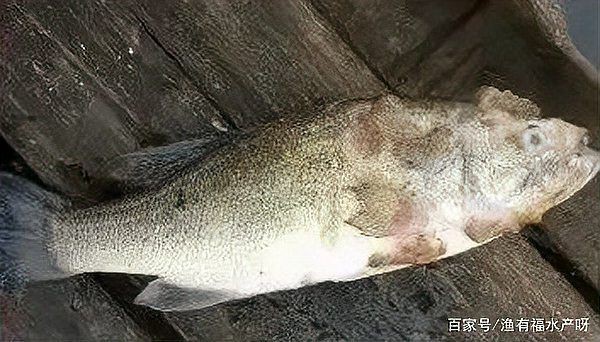 魚真菌感染的癥狀圖片【魚真菌感染是一種常見的水產疾病——鰓霉病診斷與防治措施】