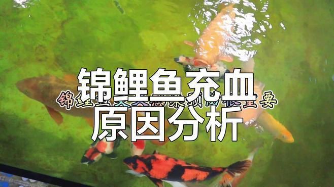 如何預防魚身上充血?【如何預防魚身上充血】 龍魚百科 第7張 如何預防魚身上充血?【如何預防魚身上充血】 如何預防魚身上充血?【如何預防魚身上充血】 龍魚百科 第7張