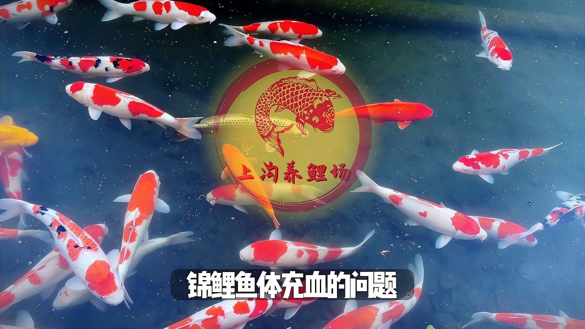 如何預防魚身上充血?【如何預防魚身上充血】 龍魚百科 第4張 如何預防魚身上充血?【如何預防魚身上充血】 如何預防魚身上充血?【如何預防魚身上充血】 龍魚百科 第4張
