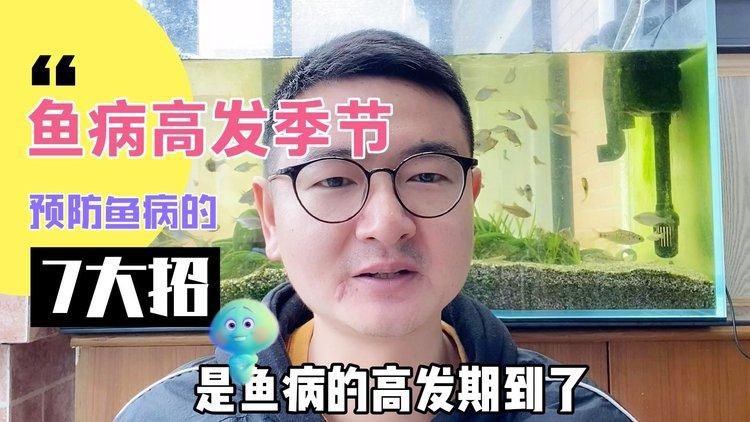 如何預防魚身上充血?【如何預防魚身上充血】 龍魚百科 第5張 如何預防魚身上充血?【如何預防魚身上充血】 如何預防魚身上充血?【如何預防魚身上充血】 龍魚百科 第5張