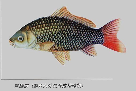 魚豎鱗病最見效的藥【哪些魚容易得豎鱗病】 龍魚百科 第5張 魚豎鱗病最見效的藥【哪些魚容易得豎鱗病】 魚豎鱗病最見效的藥【哪些魚容易得豎鱗病】 龍魚百科 第5張