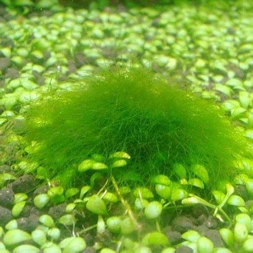 魚(yú)蒙眼能自愈嗎【如何判斷魚(yú)蒙眼病的病情輕重】