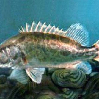 桂魚圖片大全【《桂魚圖片大全》匯聚了多種鱖屬魚類的精美影像，全面展示獨特形態】