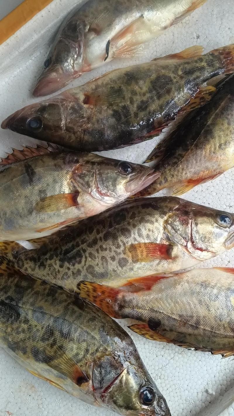 桂魚圖片大全【《桂魚圖片大全》匯聚了多種鱖屬魚類的精美影像，全面展示獨特形態】