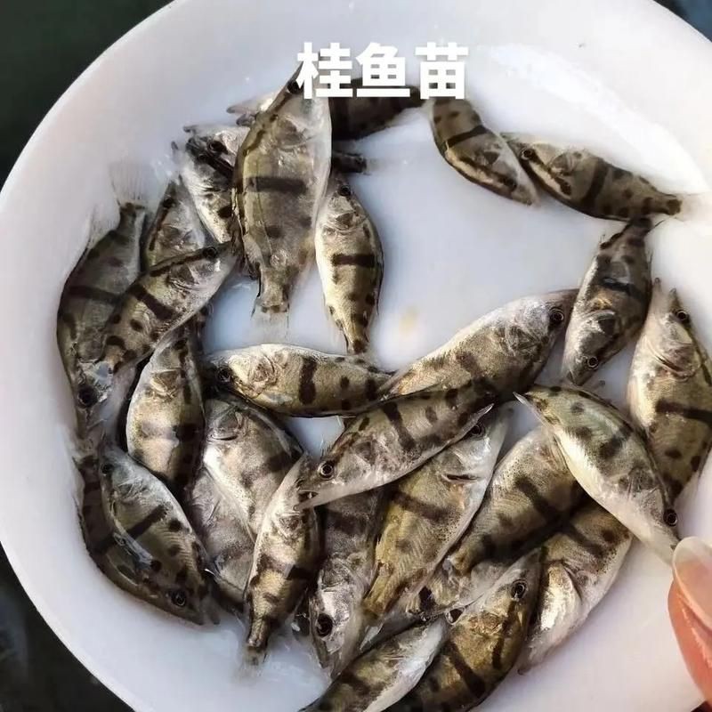 桂魚圖片大全【《桂魚圖片大全》匯聚了多種鱖屬魚類的精美影像，全面展示獨特形態】