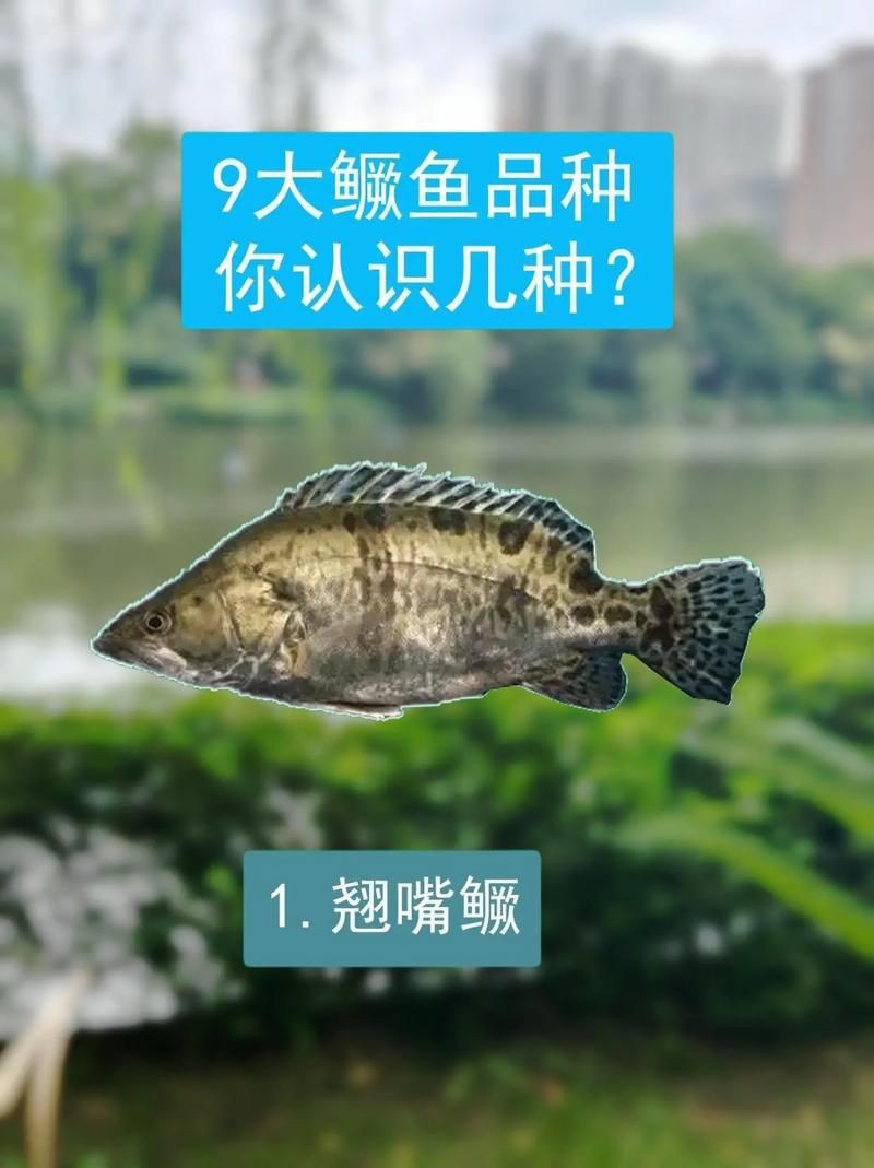 桂魚圖片大全【《桂魚圖片大全》匯聚了多種鱖屬魚類的精美影像，全面展示獨特形態】
