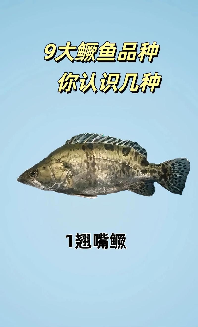 桂魚圖片大全【《桂魚圖片大全》匯聚了多種鱖屬魚類的精美影像，全面展示獨特形態(tài)】