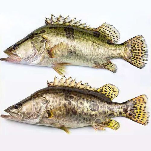 桂魚圖片大全【《桂魚圖片大全》匯聚了多種鱖屬魚類的精美影像，全面展示獨特形態】