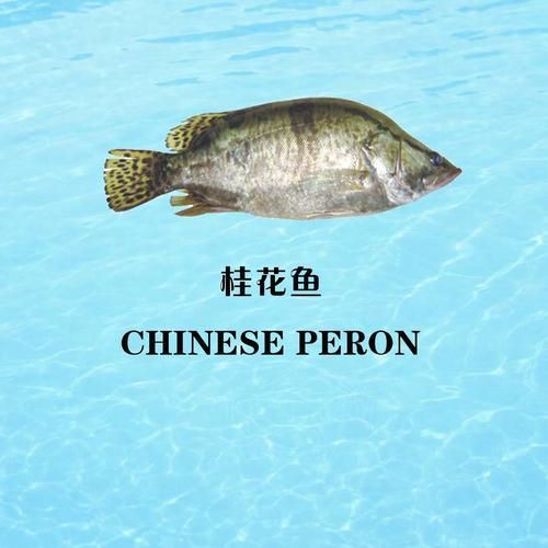 桂魚圖片大全【《桂魚圖片大全》匯聚了多種鱖屬魚類的精美影像，全面展示獨特形態】