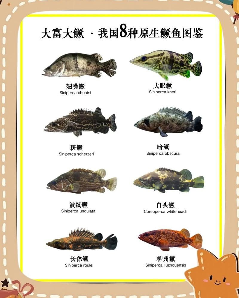 桂魚圖片大全【《桂魚圖片大全》匯聚了多種鱖屬魚類的精美影像，全面展示獨特形態】