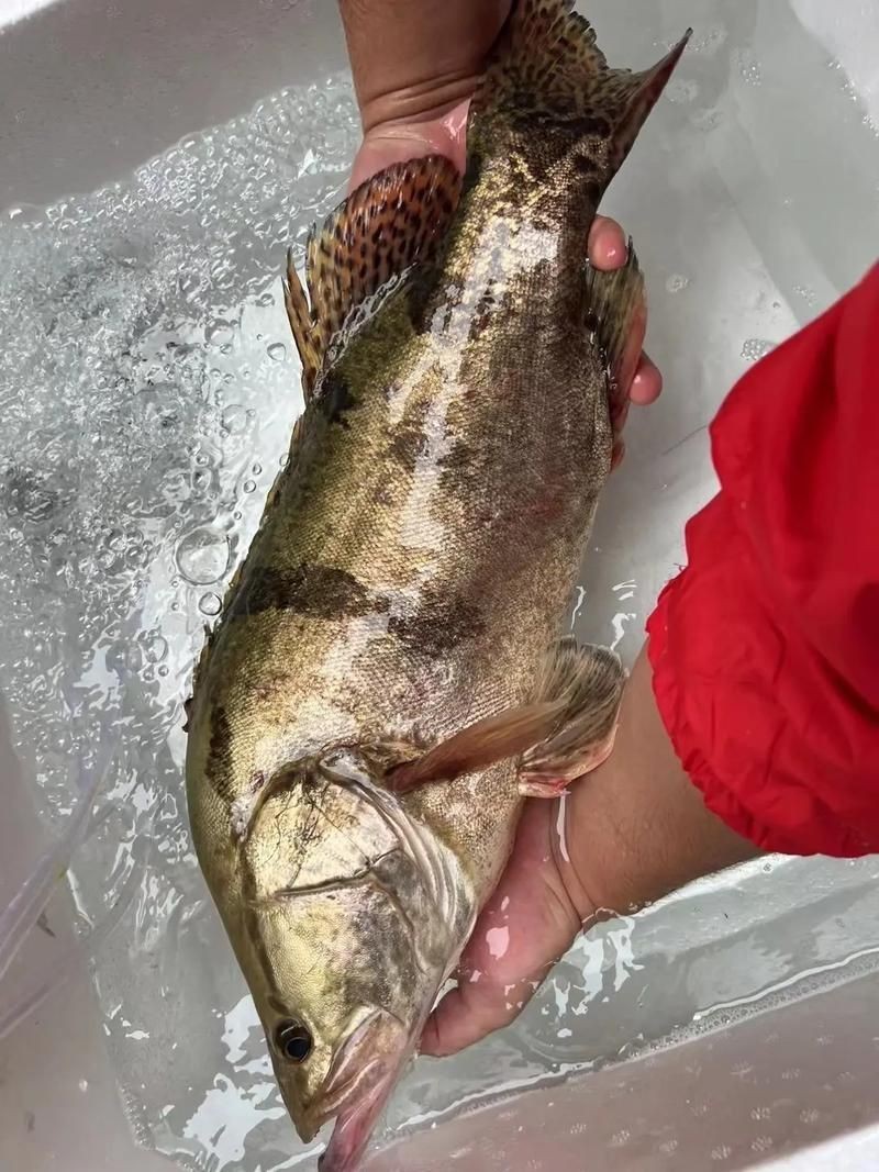 桂魚圖片大全【《桂魚圖片大全》匯聚了多種鱖屬魚類的精美影像，全面展示獨特形態】