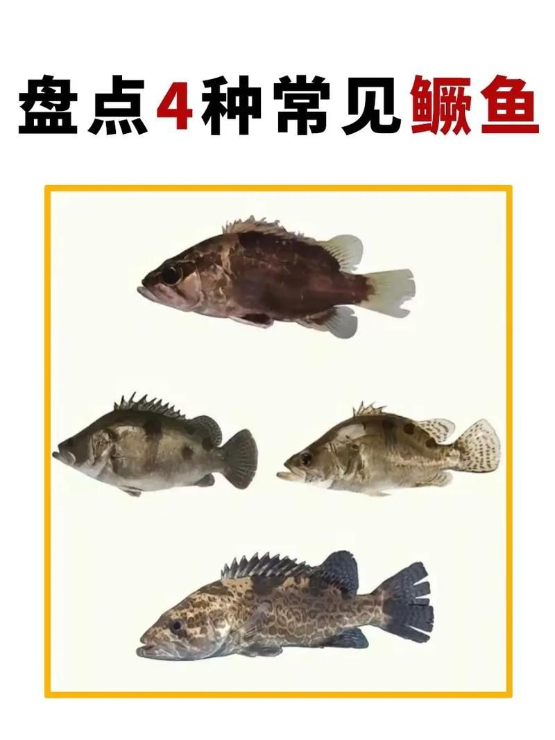 桂魚圖片大全【《桂魚圖片大全》匯聚了多種鱖屬魚類的精美影像，全面展示獨特形態】