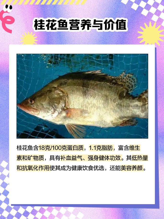 桂魚圖片大全【《桂魚圖片大全》匯聚了多種鱖屬魚類的精美影像，全面展示獨特形態】