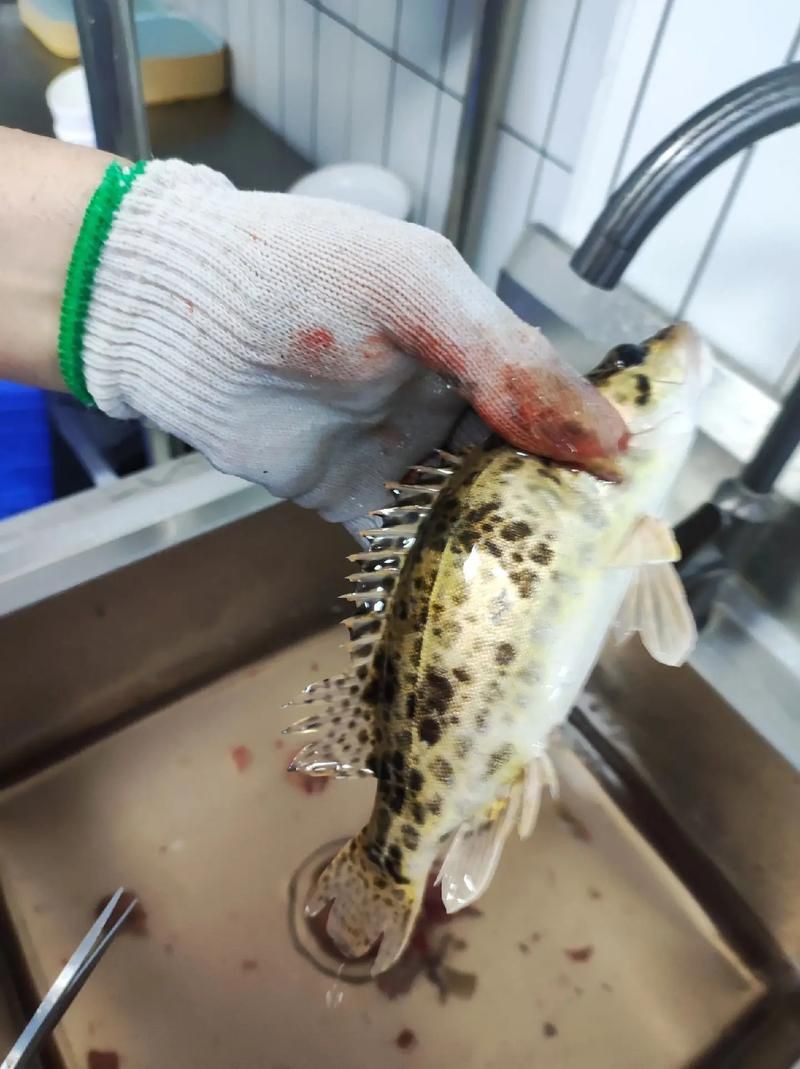 桂魚圖片大全【《桂魚圖片大全》匯聚了多種鱖屬魚類的精美影像，全面展示獨特形態】