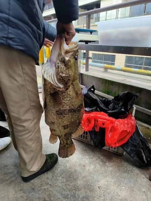 桂魚圖片大全【《桂魚圖片大全》匯聚了多種鱖屬魚類的精美影像，全面展示獨特形態】