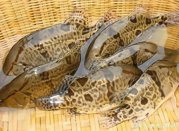 桂魚圖片大全【《桂魚圖片大全》匯聚了多種鱖屬魚類的精美影像，全面展示獨特形態】