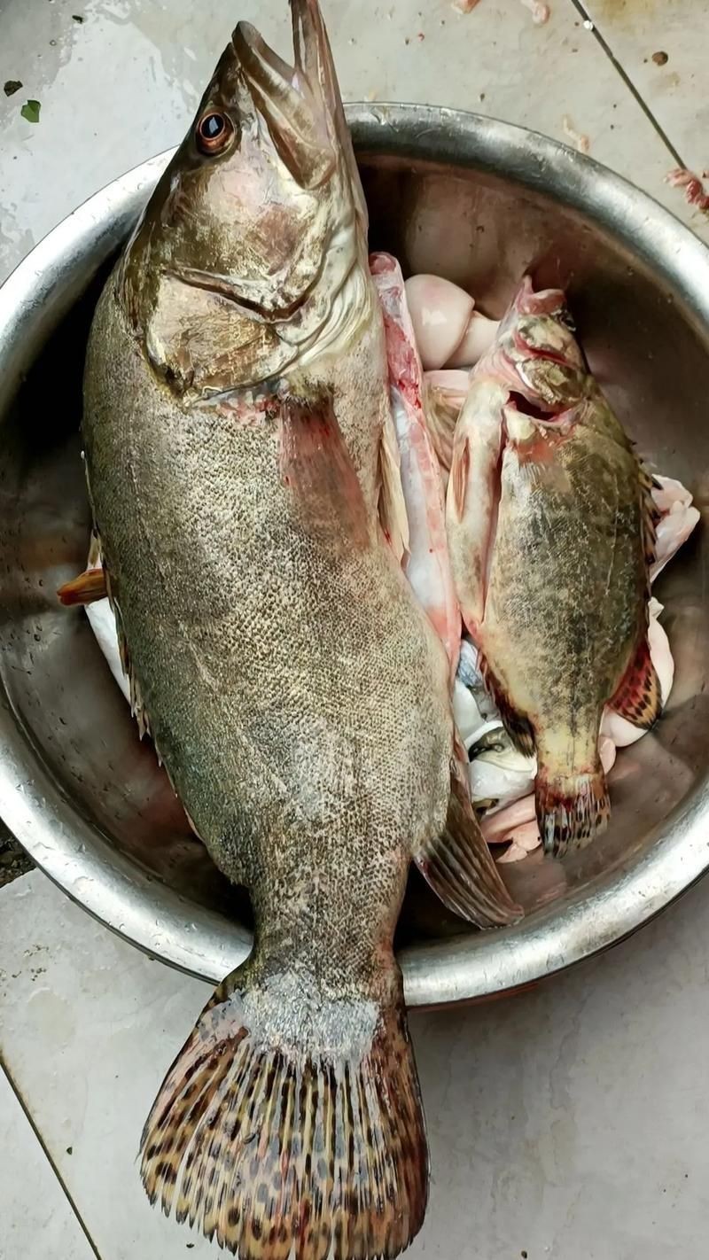 桂魚圖片大全【《桂魚圖片大全》匯聚了多種鱖屬魚類的精美影像，全面展示獨特形態】