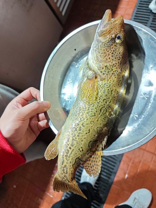 桂魚圖片大全【《桂魚圖片大全》匯聚了多種鱖屬魚類的精美影像，全面展示獨特形態(tài)】