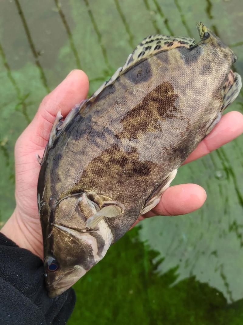 桂魚圖片大全【《桂魚圖片大全》匯聚了多種鱖屬魚類的精美影像，全面展示獨特形態】