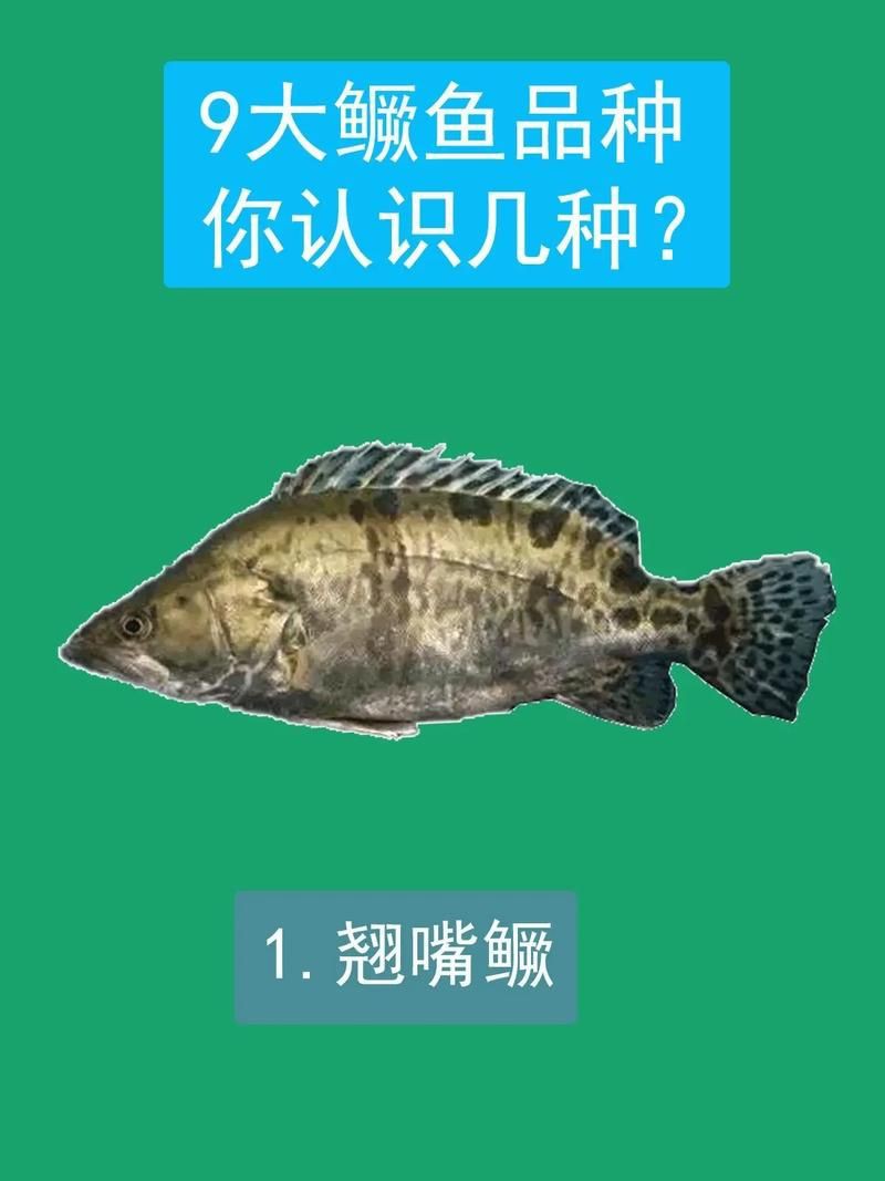 桂魚圖片大全【《桂魚圖片大全》匯聚了多種鱖屬魚類的精美影像，全面展示獨特形態】
