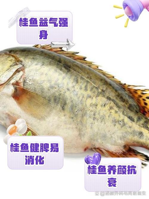 桂魚圖片大全【《桂魚圖片大全》匯聚了多種鱖屬魚類的精美影像，全面展示獨特形態】
