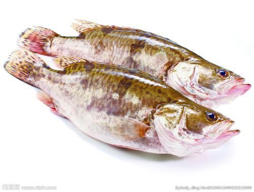 桂魚圖片大全【《桂魚圖片大全》匯聚了多種鱖屬魚類的精美影像，全面展示獨特形態】