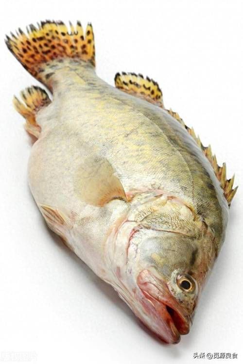 桂魚圖片大全【《桂魚圖片大全》匯聚了多種鱖屬魚類的精美影像，全面展示獨特形態】