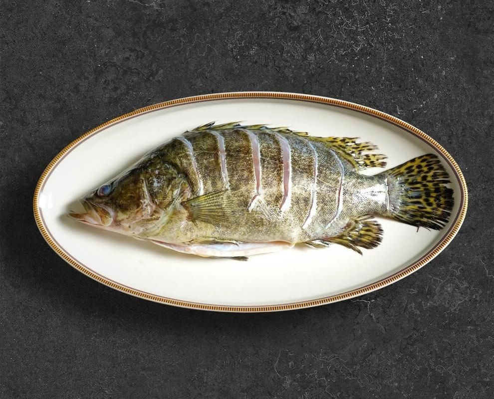 桂魚圖片大全【《桂魚圖片大全》匯聚了多種鱖屬魚類的精美影像，全面展示獨特形態】