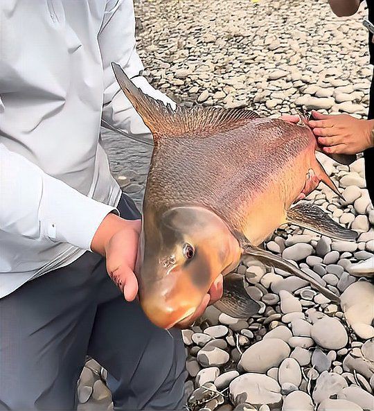 玫瑰魚仔被國家禁了嗎，“玫瑰魚仔”被國家禁止捕撈或被移出保護類目野釣 玫瑰魚仔被國家禁了嗎，“玫瑰魚仔”被國家禁止捕撈或被移出保護類目野釣 龍魚百科 第1張