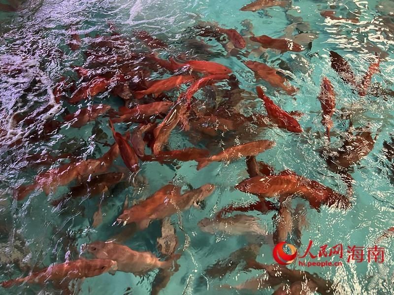 玫瑰魚仔被國家禁了嗎，“玫瑰魚仔”被國家禁止捕撈或被移出保護類目野釣 玫瑰魚仔被國家禁了嗎，“玫瑰魚仔”被國家禁止捕撈或被移出保護類目野釣 龍魚百科 第4張
