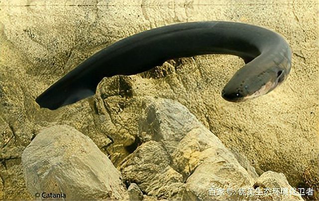 電鰻魚和鰻魚的區別【電鰻與鰻魚有什么區別？】